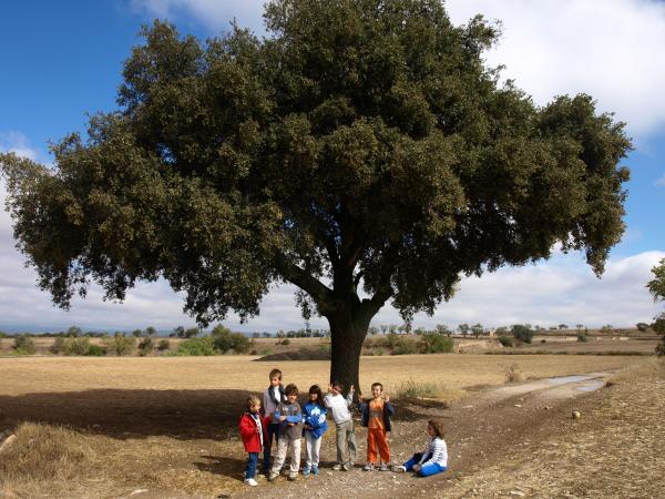 30.9.2012 excursió infantil a l'alzina del Mestret  Guissona -  Camins de Sikarra