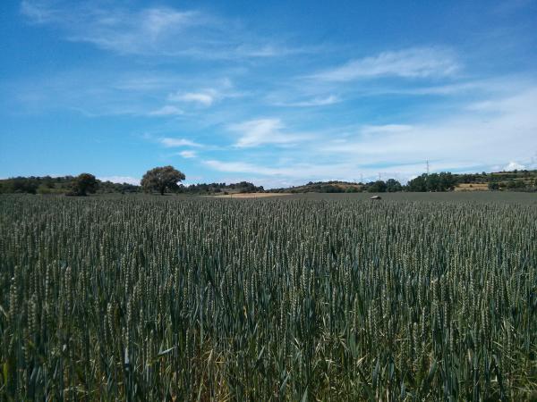 4.6.2013 camp de blat  Sant Pere des Vim -  Ramon Sunyer