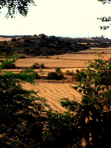 #CollitaSegarra. La collita del cereal un signe d’identitat de la Segarra. - 