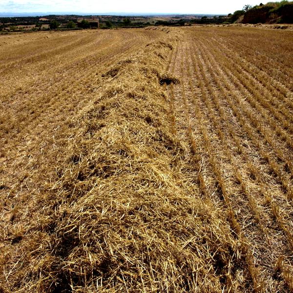 #CollitaSegarra. La collita del cereal un signe d’identitat de la Segarra. -  #CollitaSegarra. La collita del cereal un signe d’identitat de la Segarra. -