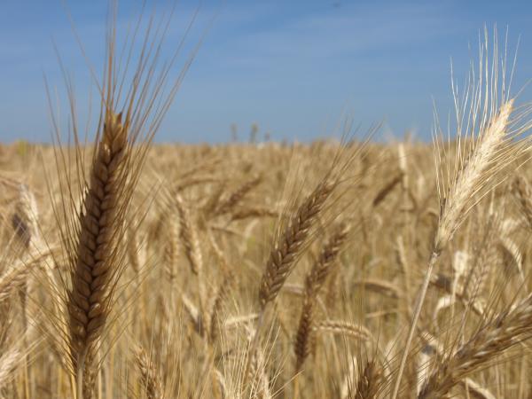 #CollitaSegarra. La collita del cereal un signe d’identitat de la Segarra.