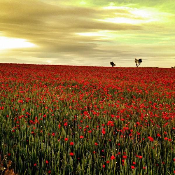 15.7.2013 Foto guanyadora del concurs d'Instagram ‪‎lasegarraclic‬, en la categoria de Natura i Paisatge  -  Anna Pla