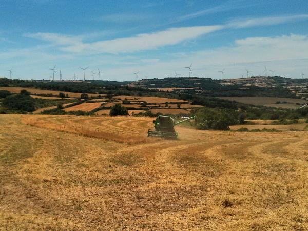 29.7.2013 Segant a l'alta segarra  Calaf -  Ramon Sunyer