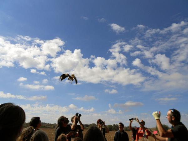 6 de Octubre de 2013 Dia Mundial de les Aus, alliberant un aligot  Riber -  Ajuntament TiF