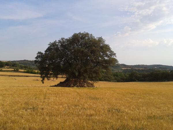 2 de Juny de 2012 Majestuosa alzina entre els camps daurats.  Granollers -  Anna Vilaró