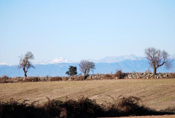 15 de Desembre de 2013 Paisatge a l'altiplà  Segarra -  Ramon Sunyer