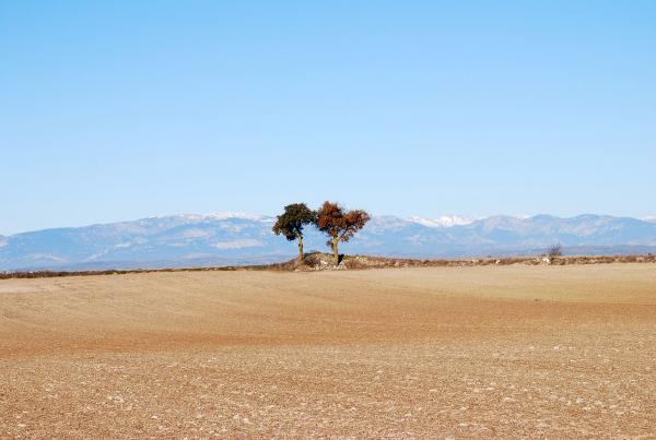 15 de Desembre de 2013 Paisatge a l'altiplà  Segarra -  Ramon Sunyer