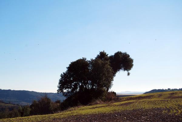 2.2.2014 Paisatge  Sant Pere del Vim -  Ramon Sunyer