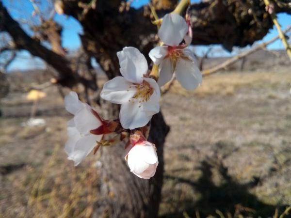 10.3.2014 Preludi primaveral  Torà -  Ramon Sunyer