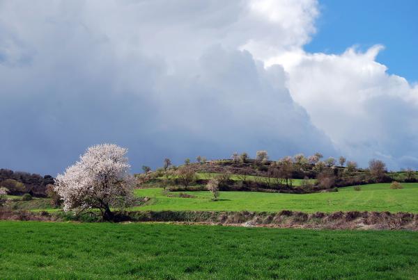 24.3.2014 Els verds del sembrat i els blancs dels ametllers  Alta Segarra -  Ramon Sunyer