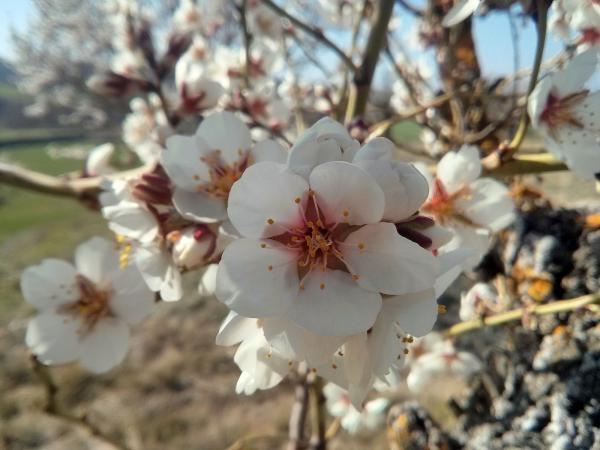 23 de Març de 2014 Ametllers florits  Vall del Llobregós -  Ramon Sunyer