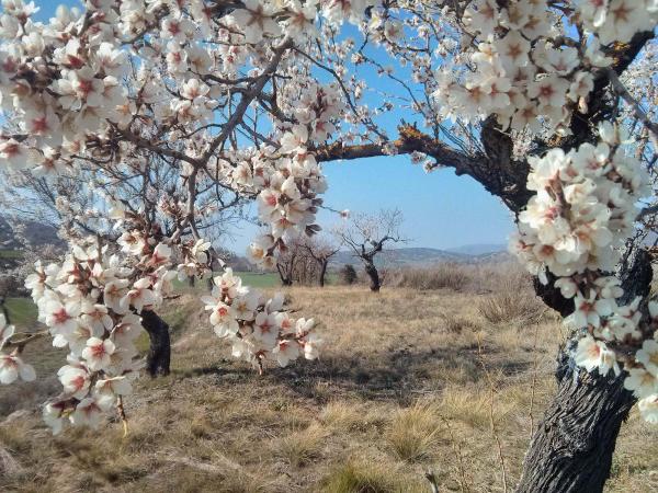 23 de Març de 2014 Ametllers florits  Vall del Llobregós -  Ramon Sunyer