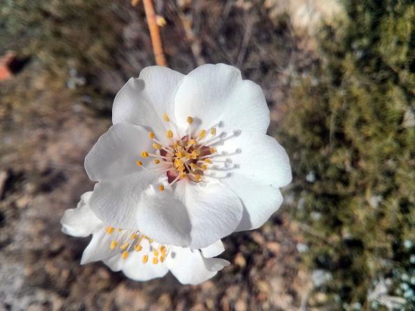 23 de Març de 2014 Detall de flor d'ametller  Vall del Llobregós -  Ramon Sunyer