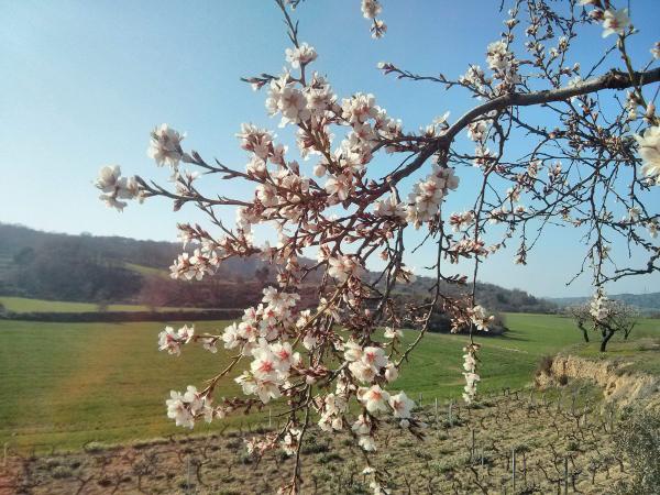 23 de Març de 2014 Ametllers florits  Vall del Llobregós -  Ramon Sunyer