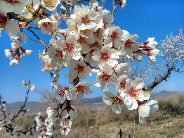 23 de Març de 2014 Ametllers florits  Vall del Llobregós -  Ramon Sunyer