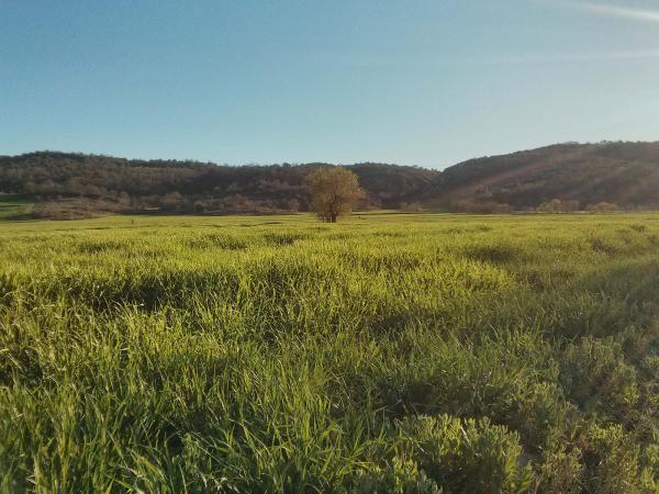 7.4.2014 Sembrat a la vall del Llobregós  Torà -  Ramon Sunyer