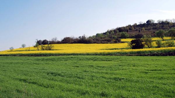 14 de Abril de 2014 Contrast entre colza i cereal  Torà -  Ramon Sunyer