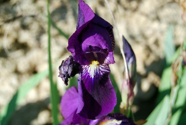 14.4.2014 Flor de lliri  Torà -  Ramon Sunyer