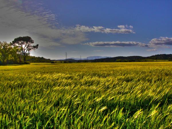 27 de Abril de 2014 acalorida primavera segarra  torà -  Ramon Sunyer