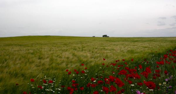 11 de Maig de 2014 la Segarra s'omple de primavera   segarra -  Ramon Sunyer