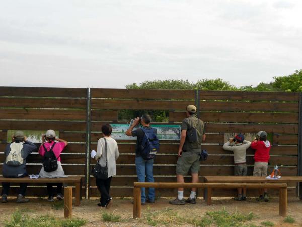 11 de Maig de 2014 Dia Mundial de les Aus Migratòries als Patamolls  Granollers -  Ajuntament TiF