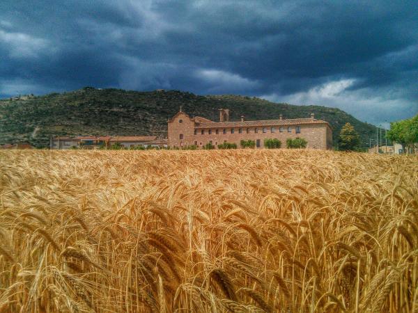 26 de Maig de 2014 Els ordis s'enrosseixen  Torà -  Ramon Sunyer