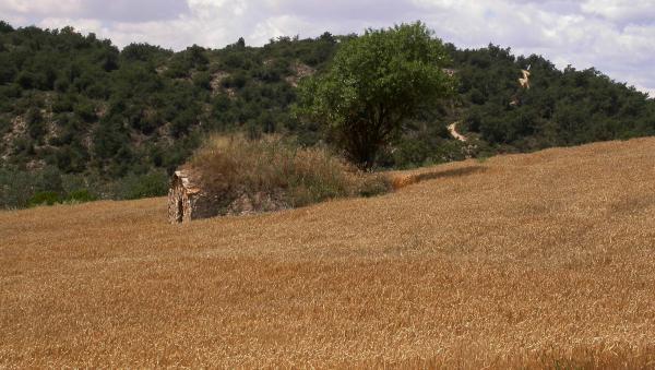 16 de Juny de 2014 Esperant la sega  Torà -  Ramon Sunyer