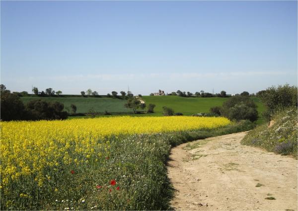 21 de Abril de 2014 Paisatge  Montcortès de Segarra -  Marta Maseras