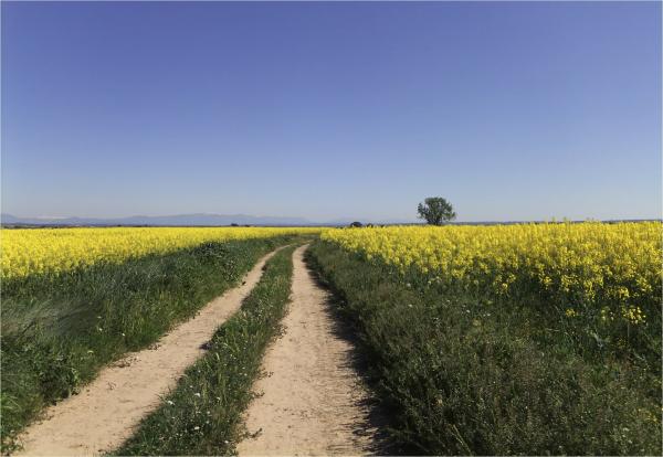 21 de Abril de 2014 Paisatge  Montcortès de Segarra -  Marta Maseras