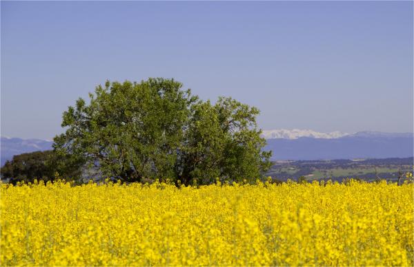 21 de Abril de 2014 colza  Montcortès de Segarra -  Marta Maseras