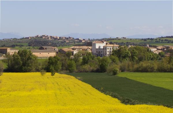 21.4.2014 colza  Montcortès de Segarra -  Marta Maseras