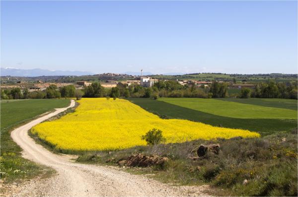 21 de Abril de 2014 colza  Montcortès de Segarra -  Marta Maseras