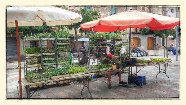 22.8.2014 Torà - Ramon Sunyer