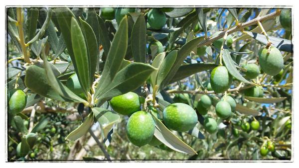 22 de Setembre de 2014 Olives verdelles  Comabella -  Ramon Sunyer