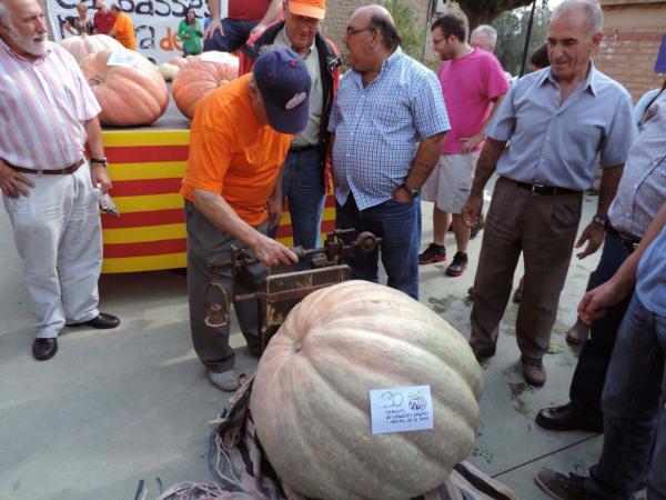 Pesant les carbasses 5.10.2014 Pesant les carbasses Sedó - Josep Vall