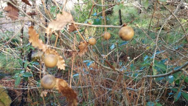 13.10.2014 Macarulles  Vallferosa -  Ramon Sunyer