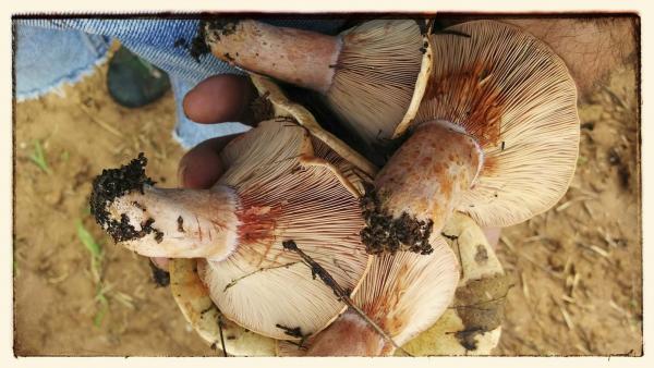 22 de Octubre de 2014 Rovellons a manats  Vallferosa -  Ramon Sunyer