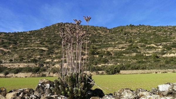 14 de Novembre de 2014 Paisatge  Torà -  Autor