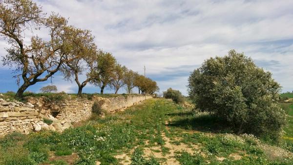 29.3.2015 ametllers  Tarroja de Segarra -  Ramon Sunyer