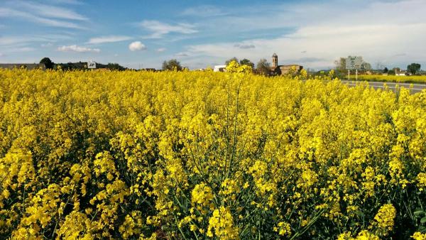 26 de Abril de 2015 Els mars grocs de la colza  Els Prats de Rei -  Ramon Sunyer