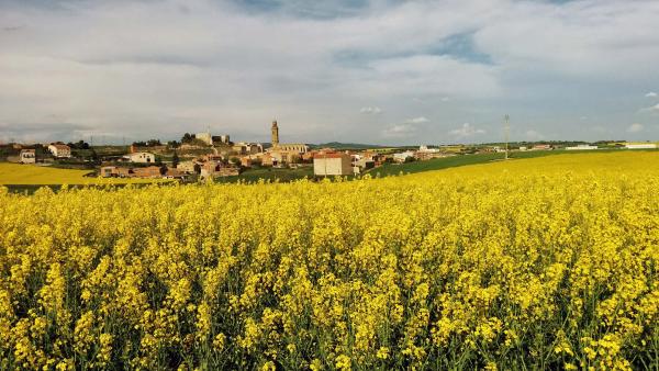 26.4.2015 Els mars grocs de la colza  Calaf -  Ramon Sunyer