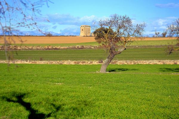 5 de Gener de 2012 Molí de la Casa Nova  Gra -  Àngela Llop