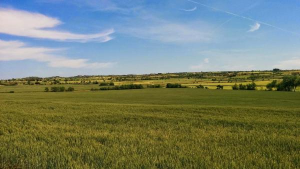 11 de Maig de 2015 camps de cereals  Guissona -  Ramon Sunyer