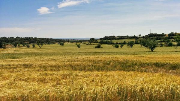 11 de Maig de 2015 els ordis molt enrossits  Palou -  Ramon Sunyer