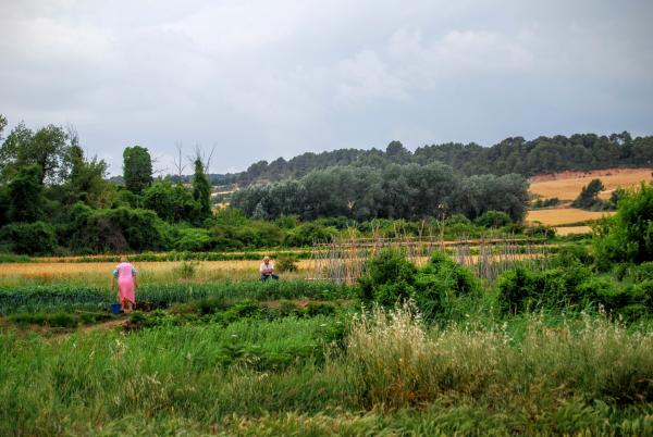 14.6.2015 Horts  Biure de Gaià -  Ramon Sunyer