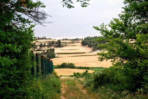 14.6.2015 paisatge  Biure de Gaià -  Ramon Sunyer