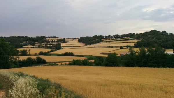 14.6.2015 camps de cereals  Biure de Gaià -  Ramon Sunyer