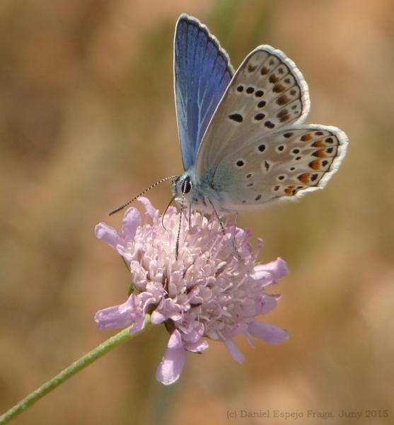 8.6.2015 Mascle de l'espècie Blaveta de l'Astràgal (Polyommatus escheri)   Montpalau -  Daniel Espejo Fraga