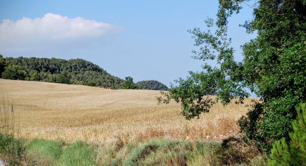 24.6.2015 Paisatge  Valldeperes -  Ramon Sunyer