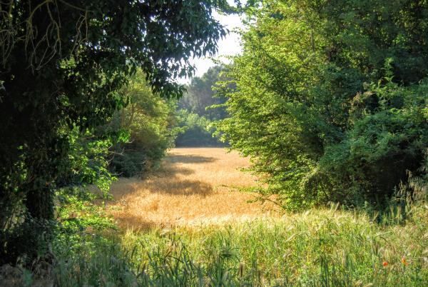 24.6.2015 Paisatge  Rocamora i Sant Magí de la Brufaganya -  Ramon Sunyer